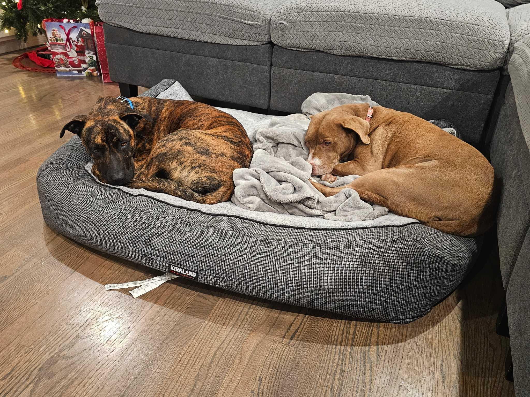 Enlarge Hambone (FOSTER NEEDED), a Adoptable mixed breed in Tracy, CA image 6/6