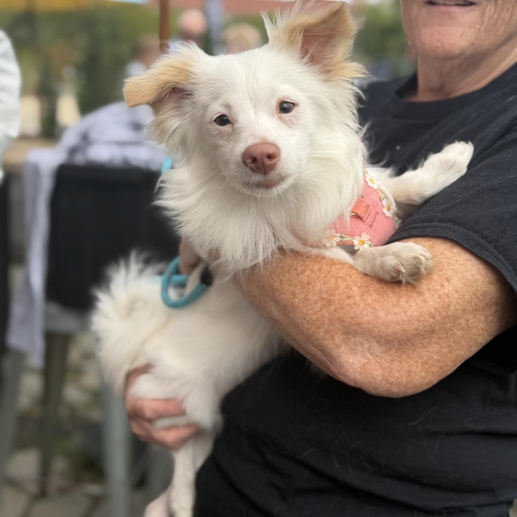 Kenzie, Adoptable, Young Female Chihuahua & Pomeranian.