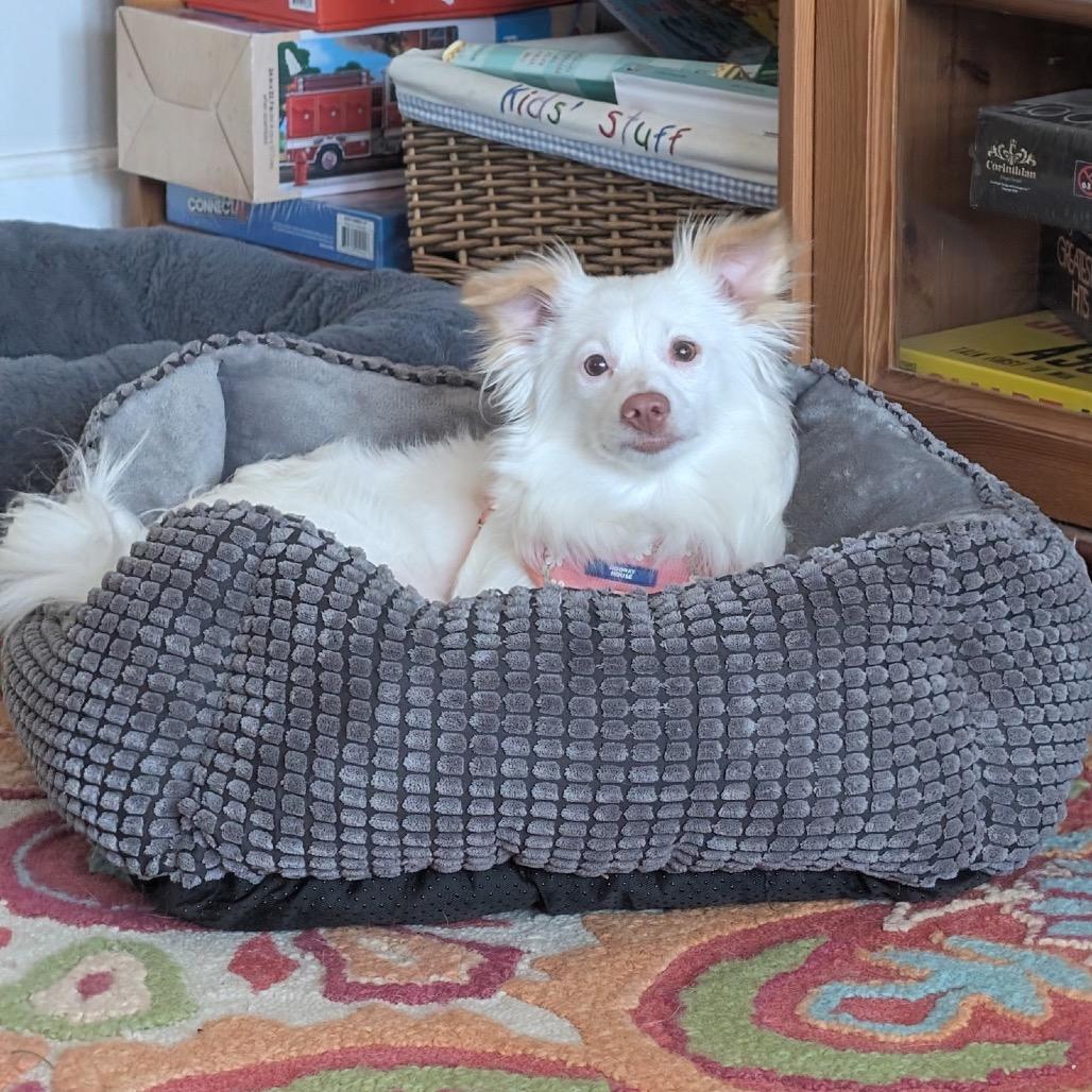 Enlarge Kenzie, a Adoptable mixed breed in Rockville, MD image 2/3
