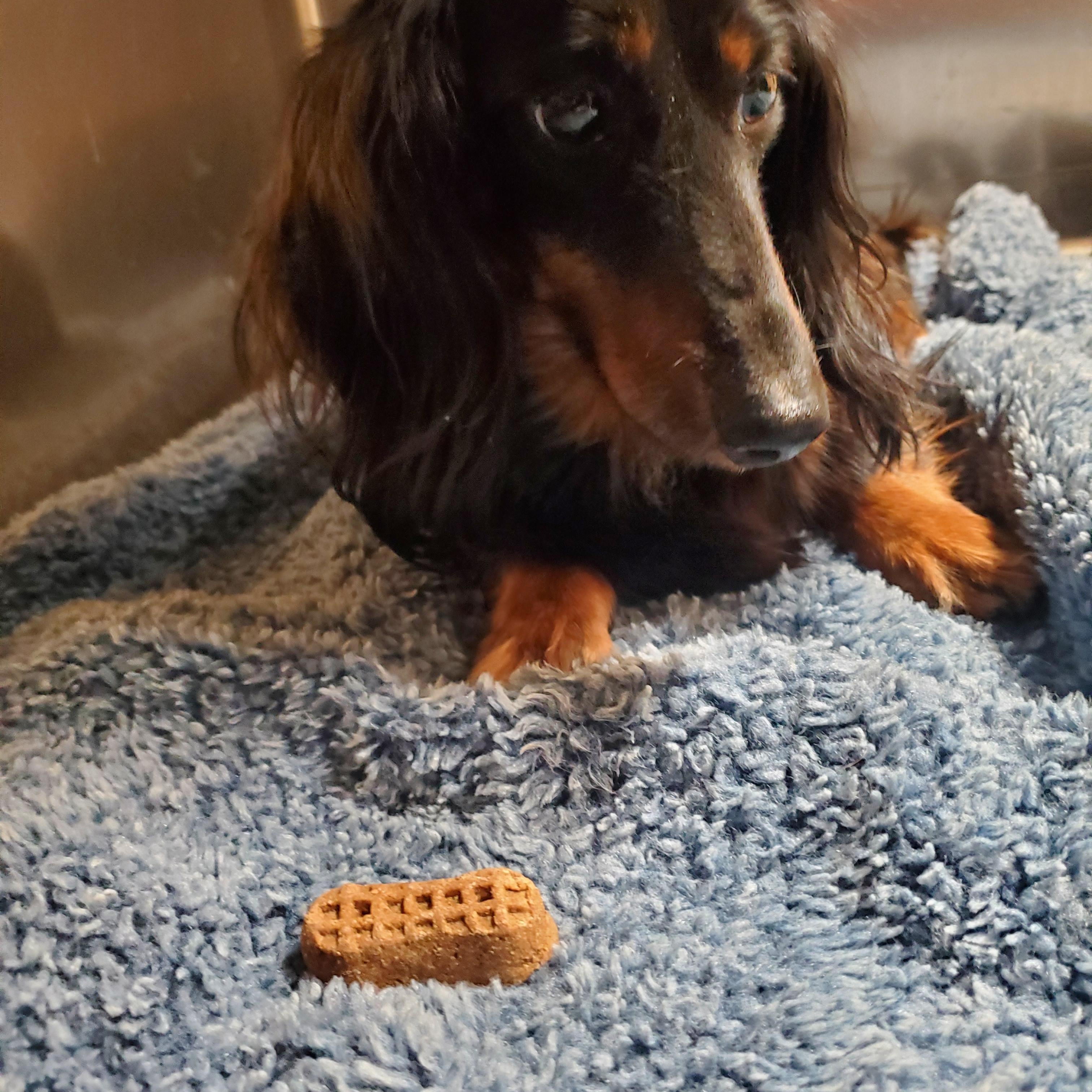 Lucy, an adopted Dachshund (Long Haired) in Sunbury, PA image 3/3