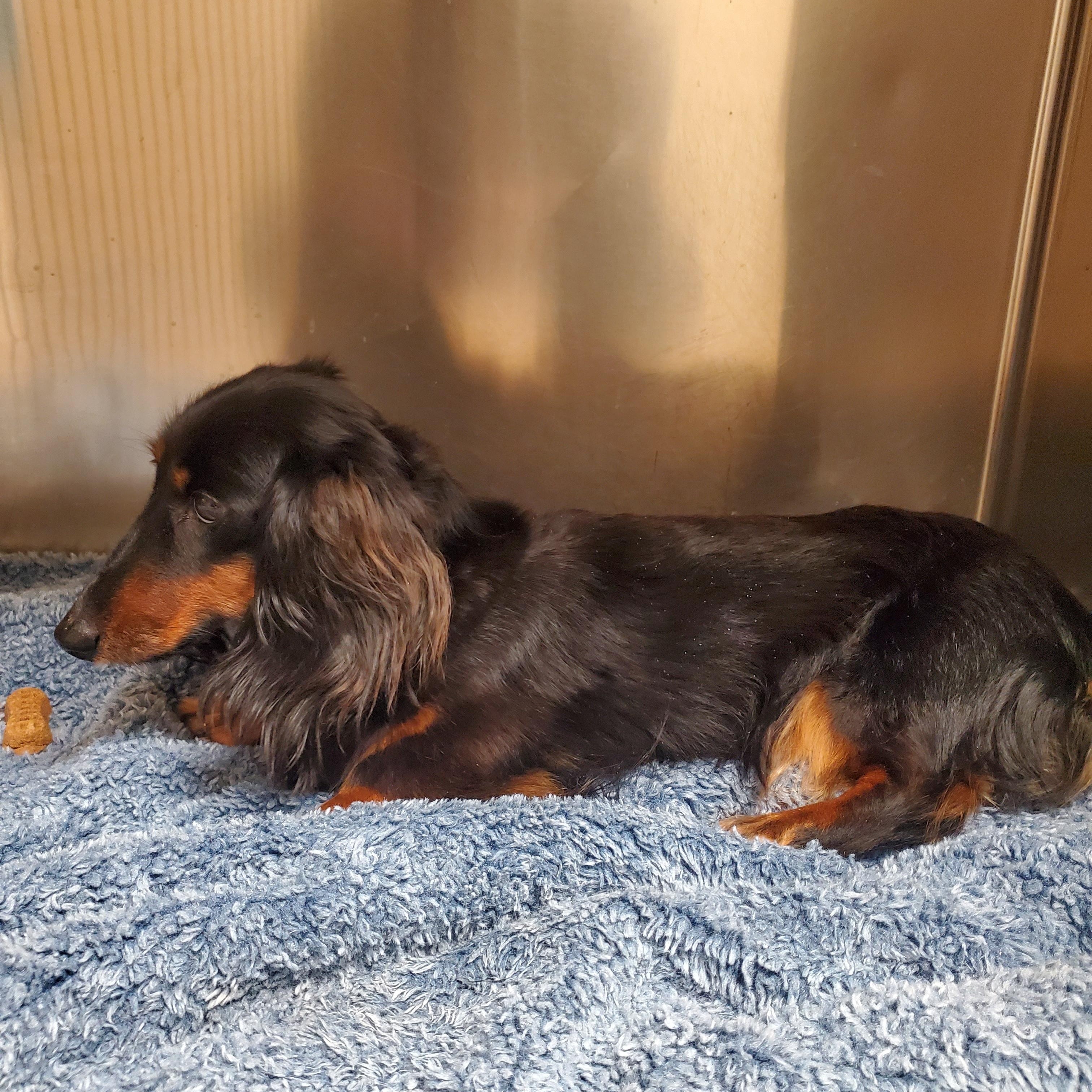 Lucy, an adopted Dachshund (Long Haired) in Sunbury, PA image 1/3