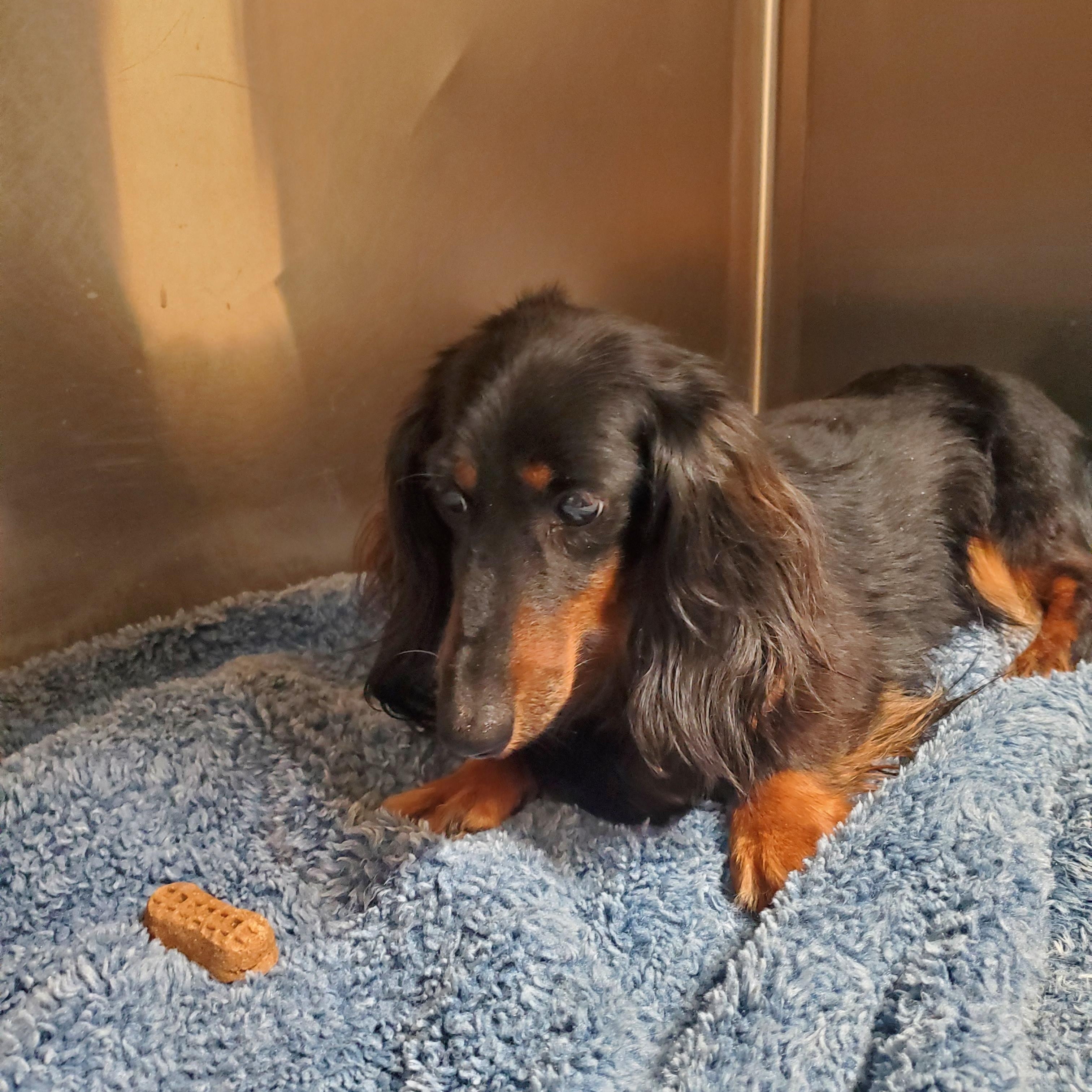 Lucy, an adopted Dachshund (Long Haired) in Sunbury, PA image 2/3