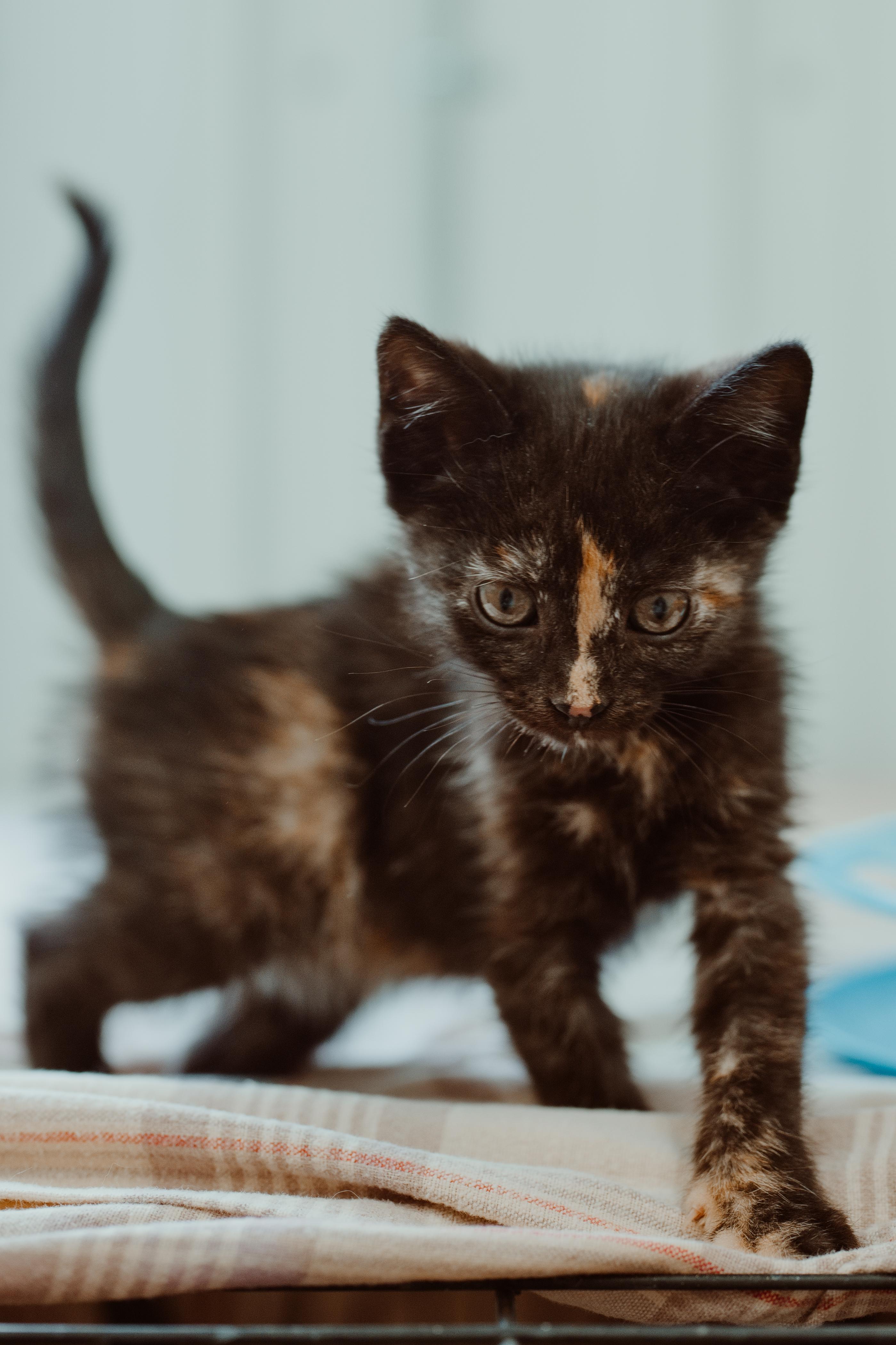 Saturn, adopted, Kitten Female Torbie.