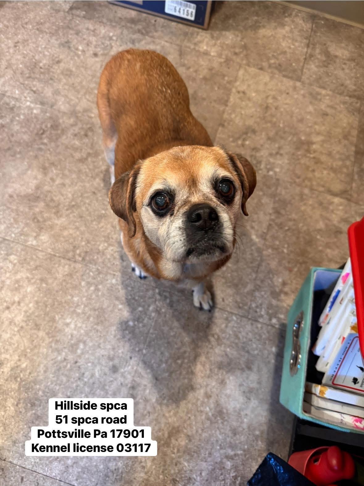 Enlarge Bailey, an adopted Puggle in Pottsville, PA image 1/1
