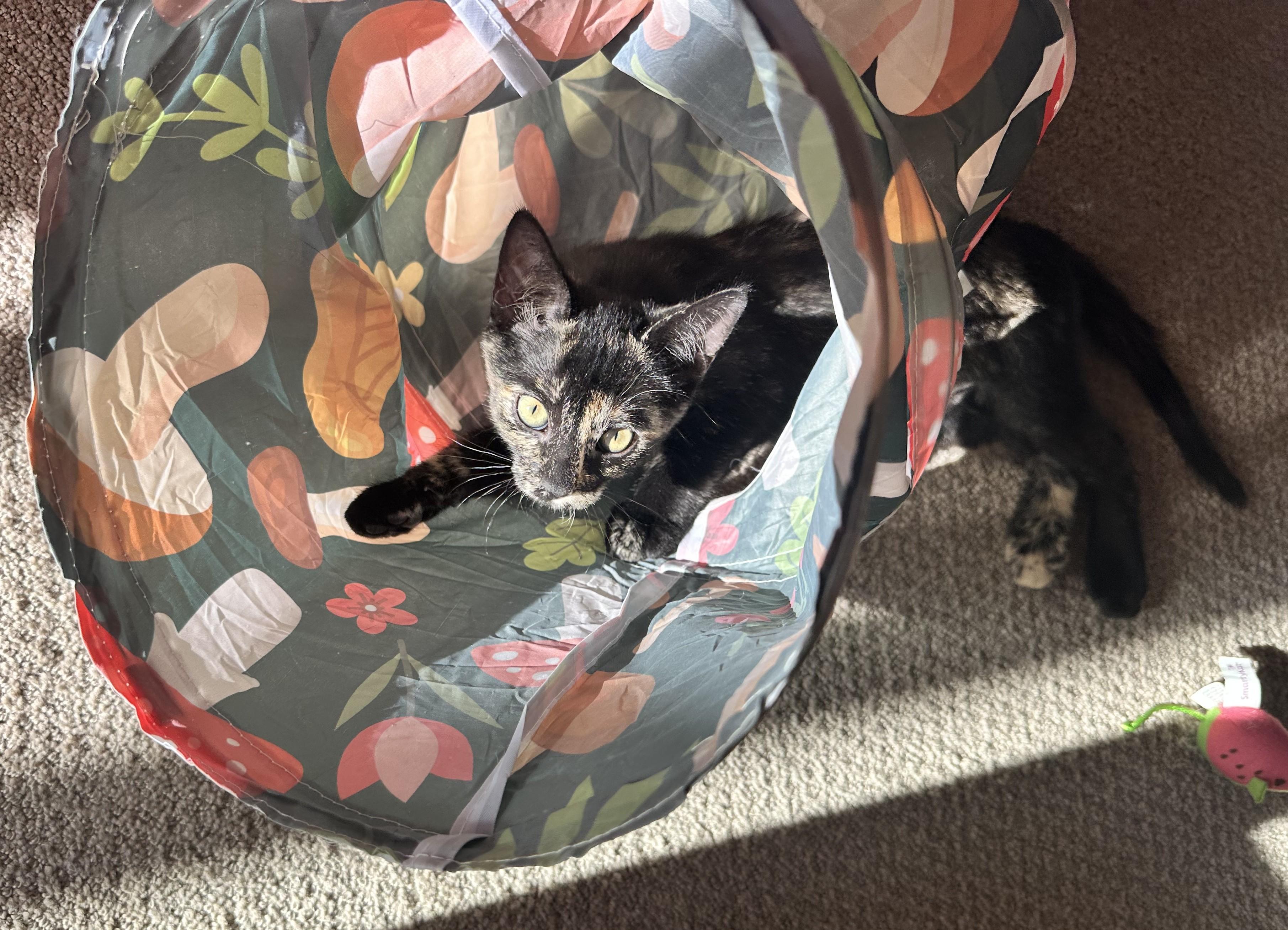 Candy - Sweet as Her Name, Adoptable, Kitten Female Tortoiseshell.