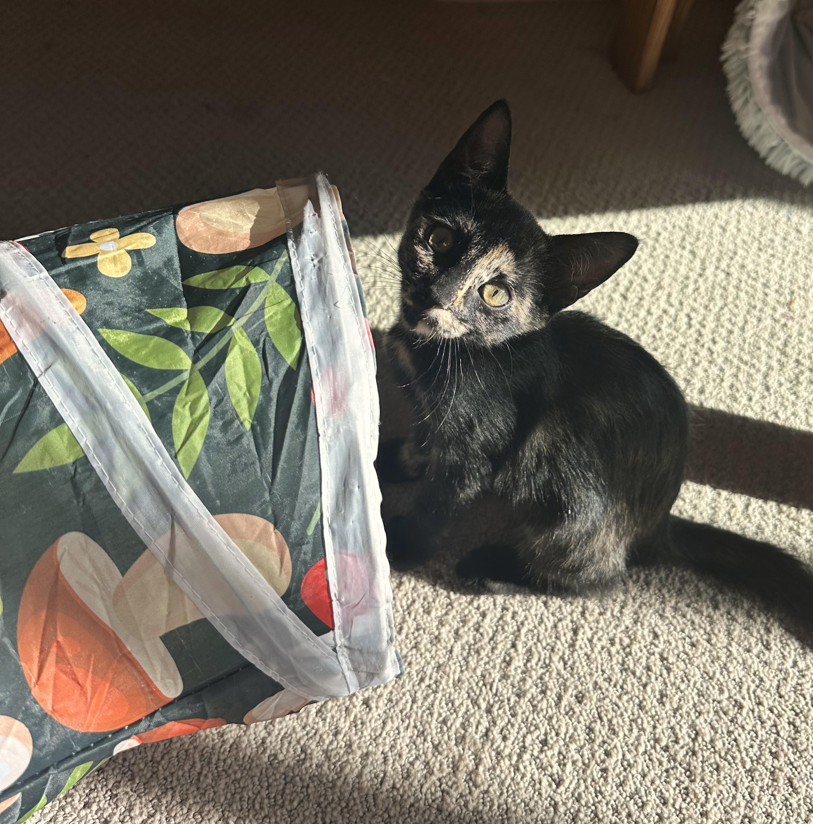 Enlarge Candy - Sweet as Her Name, a Adoptable Tortoiseshell in Prescott, AZ image 3/3