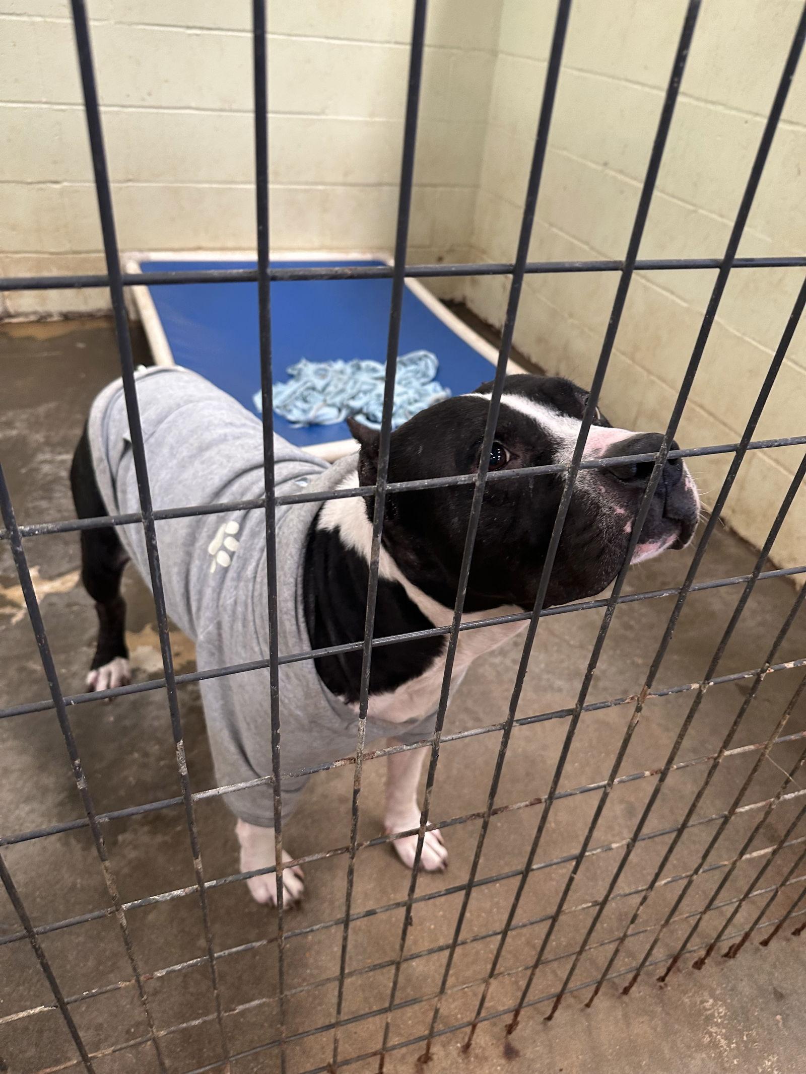 Sampson — thumbnail 2