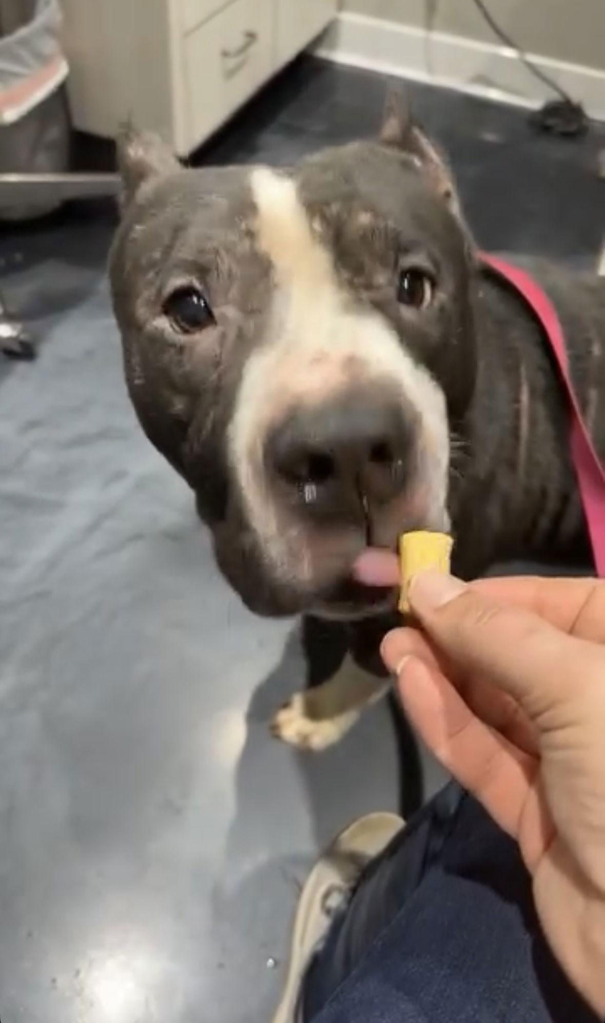 Sampson — thumbnail 3