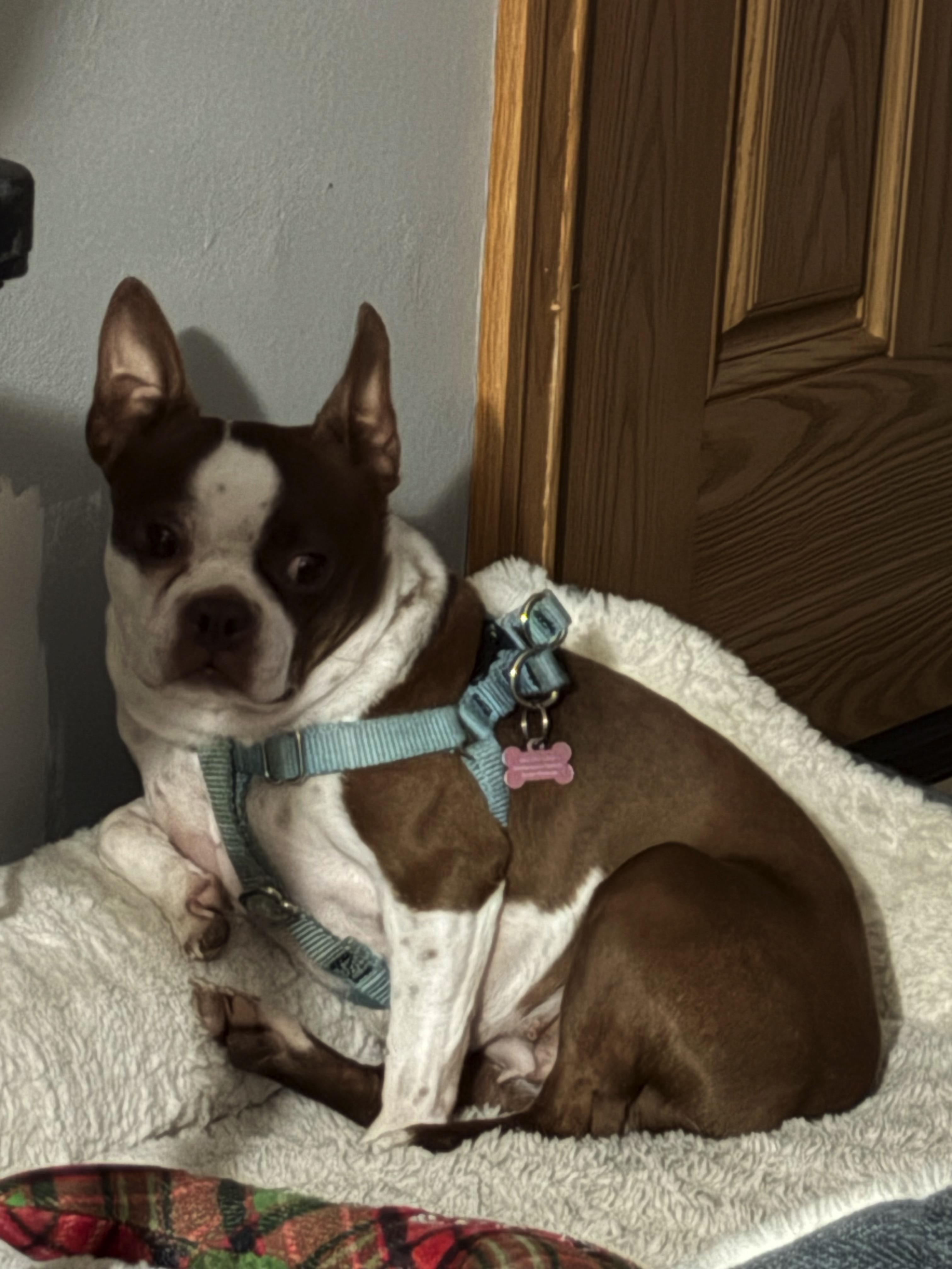 Enlarge Queenie in NE, a ADOPTABLE mixed breed in Elkhorn, NE image 2/4