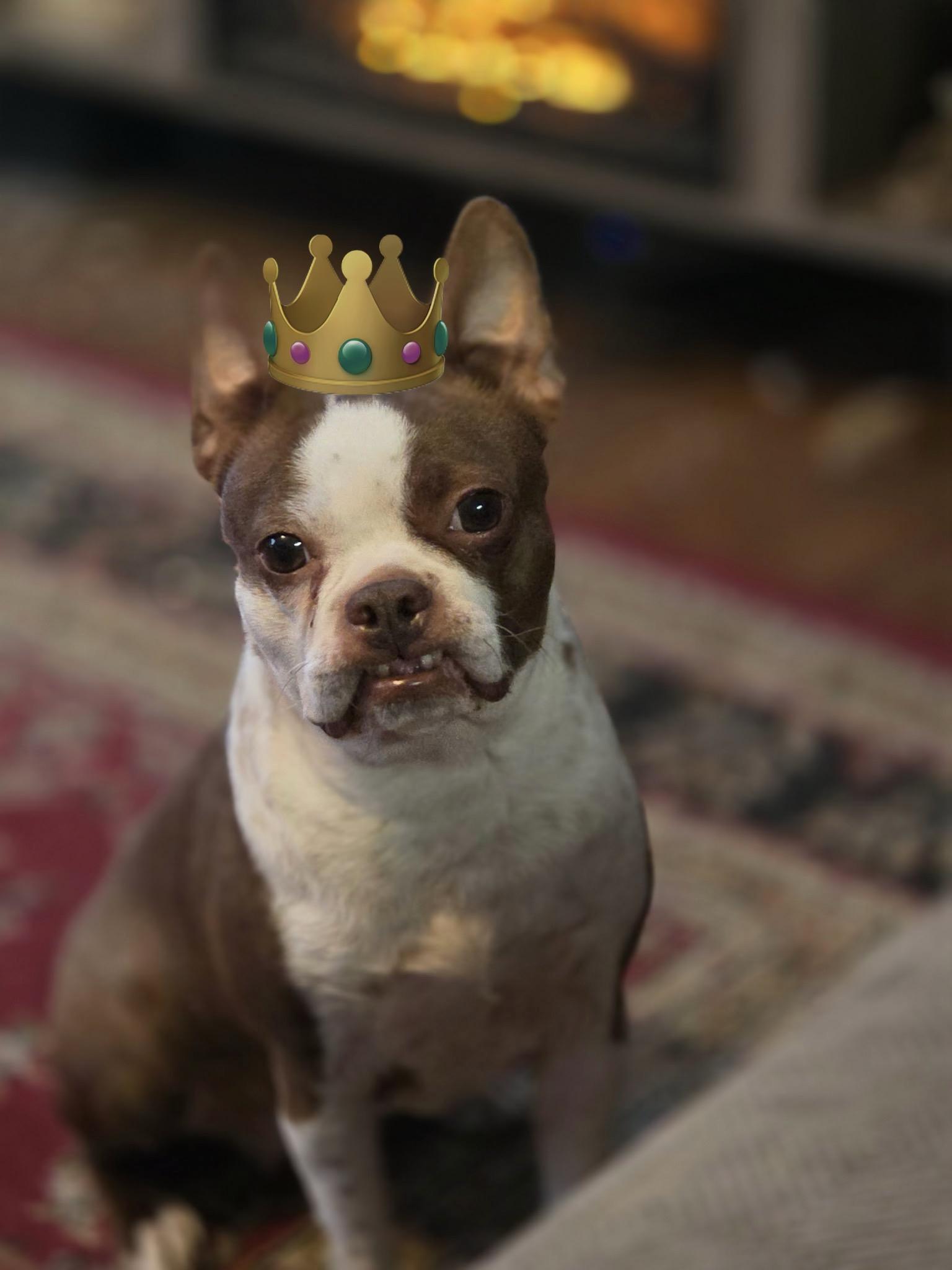 Queenie in NE, ADOPTABLE, Adult Female Boston Terrier.