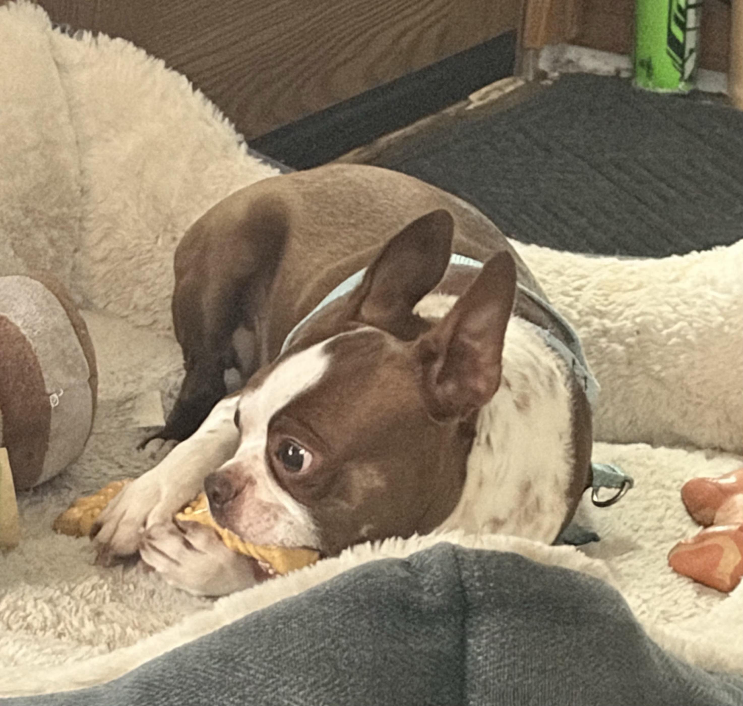 Enlarge Queenie in NE, a ADOPTABLE mixed breed in Elkhorn, NE image 3/4