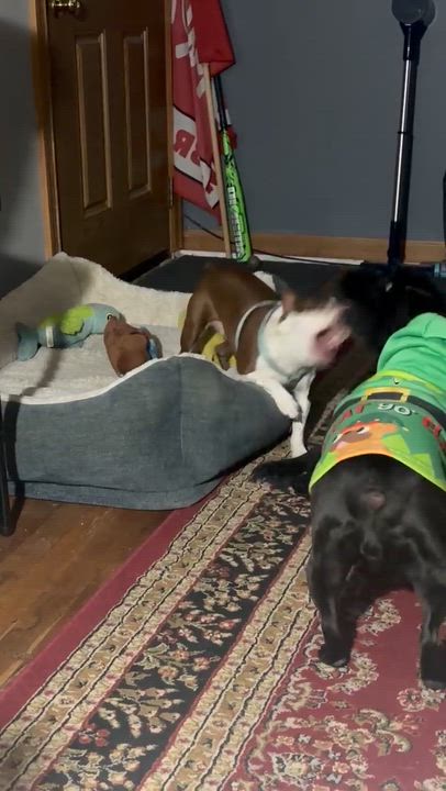 Enlarge Queenie in NE, a ADOPTABLE mixed breed in Elkhorn, NE video 4/4