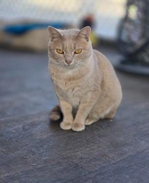 Enlarge Cammie, a Adoptable mixed breed in Lunenburg, MA image 1/1