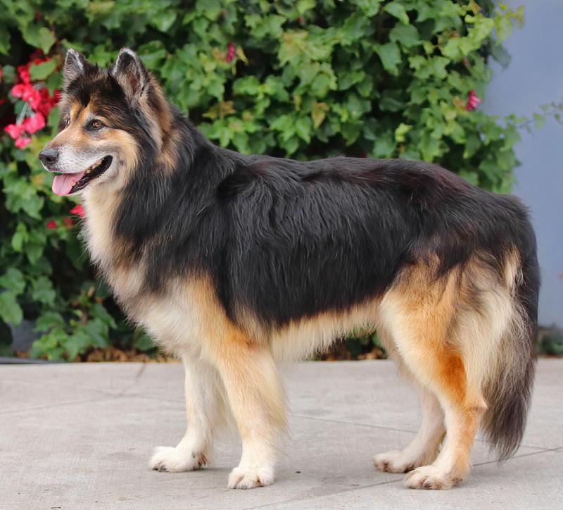*Ford von Fellbach