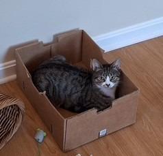 94-Reyna - in foster, Adoptable, Young Female Domestic Short Hair.