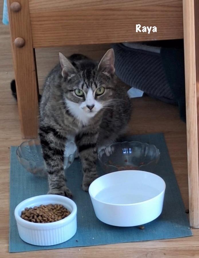 Enlarge 94-Reyna - in foster, a Adoptable mixed breed in Windsor, CT image 2/4