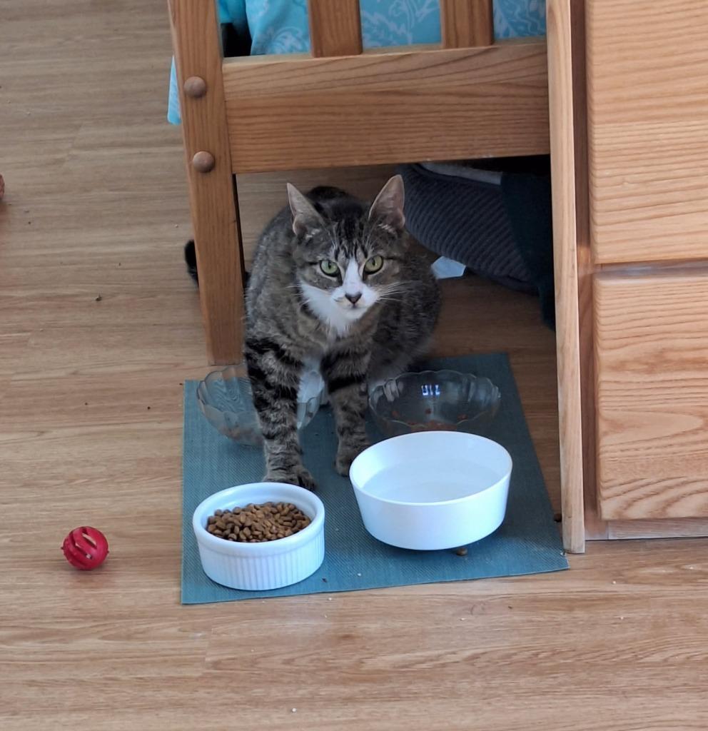 Enlarge 94-Reyna - in foster, a Adoptable mixed breed in Windsor, CT image 3/4