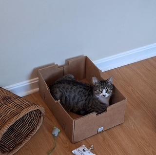 Enlarge 94-Reyna - in foster, a Adoptable mixed breed in Windsor, CT image 4/4