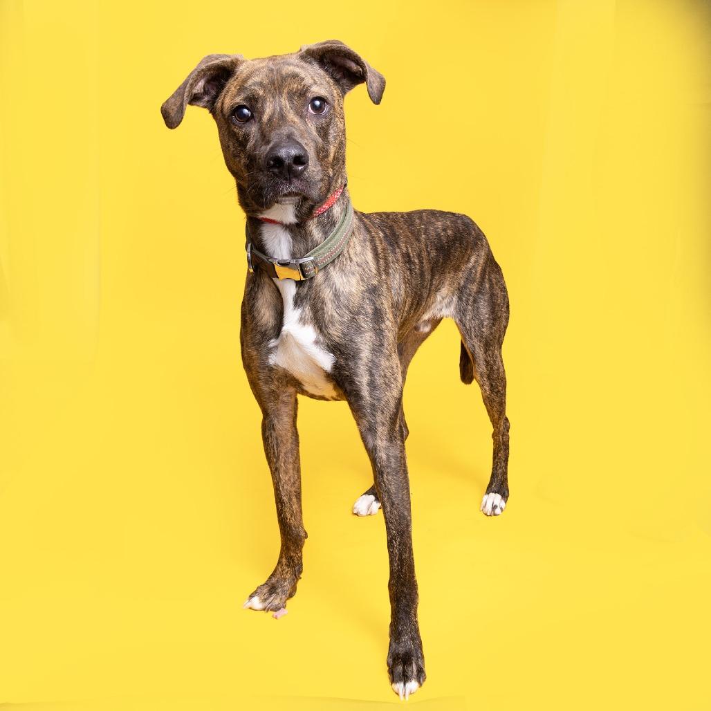 Enlarge Totter, a Adoptable Mixed Breed in Franklin, TN image 1/1