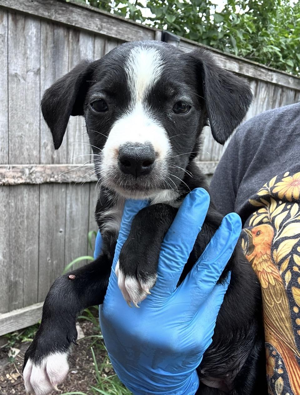 Enlarge Lacoste, a Adoptable mixed breed in Arlington Heights, IL image 2/4