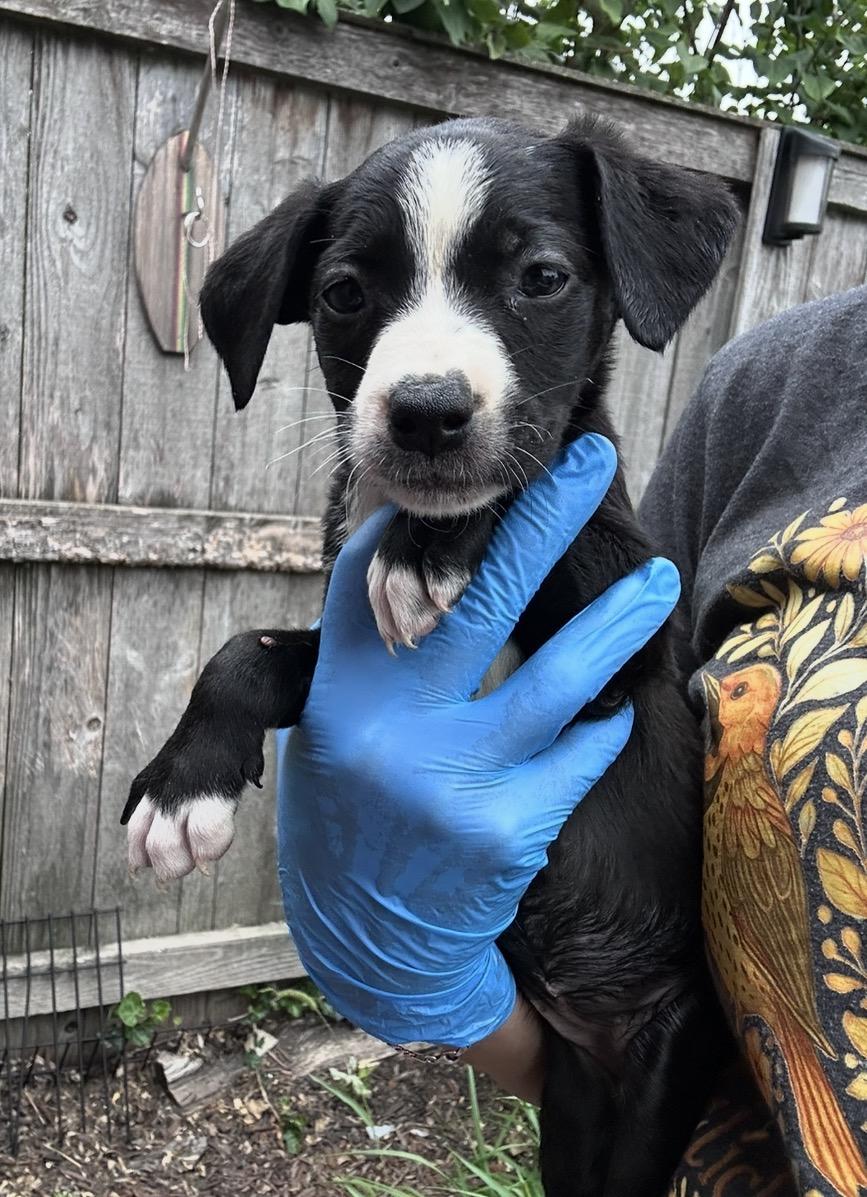 Enlarge Lacoste, a Adoptable mixed breed in Arlington Heights, IL image 1/4