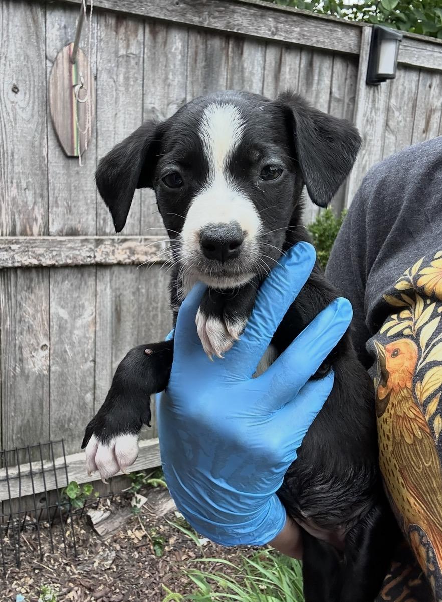 Enlarge Lacoste, a Adoptable mixed breed in Arlington Heights, IL image 3/4