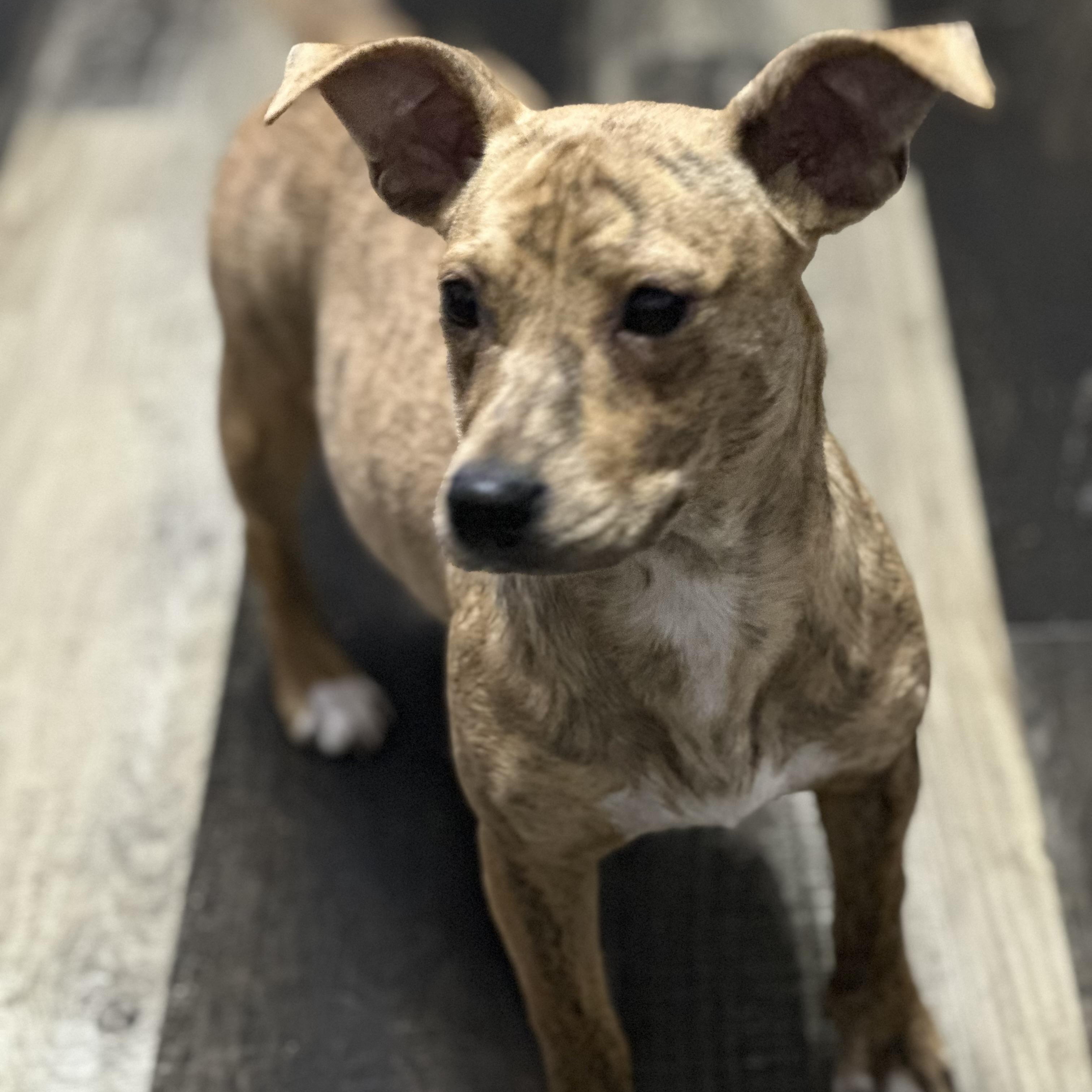 Tres, Adoptable, Young Female Chihuahua & Terrier.