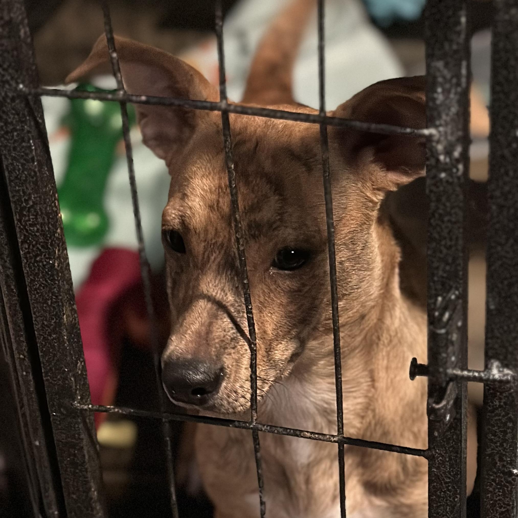 Tres, a Adoptable mixed breed in Wilmington, IL image 1/2