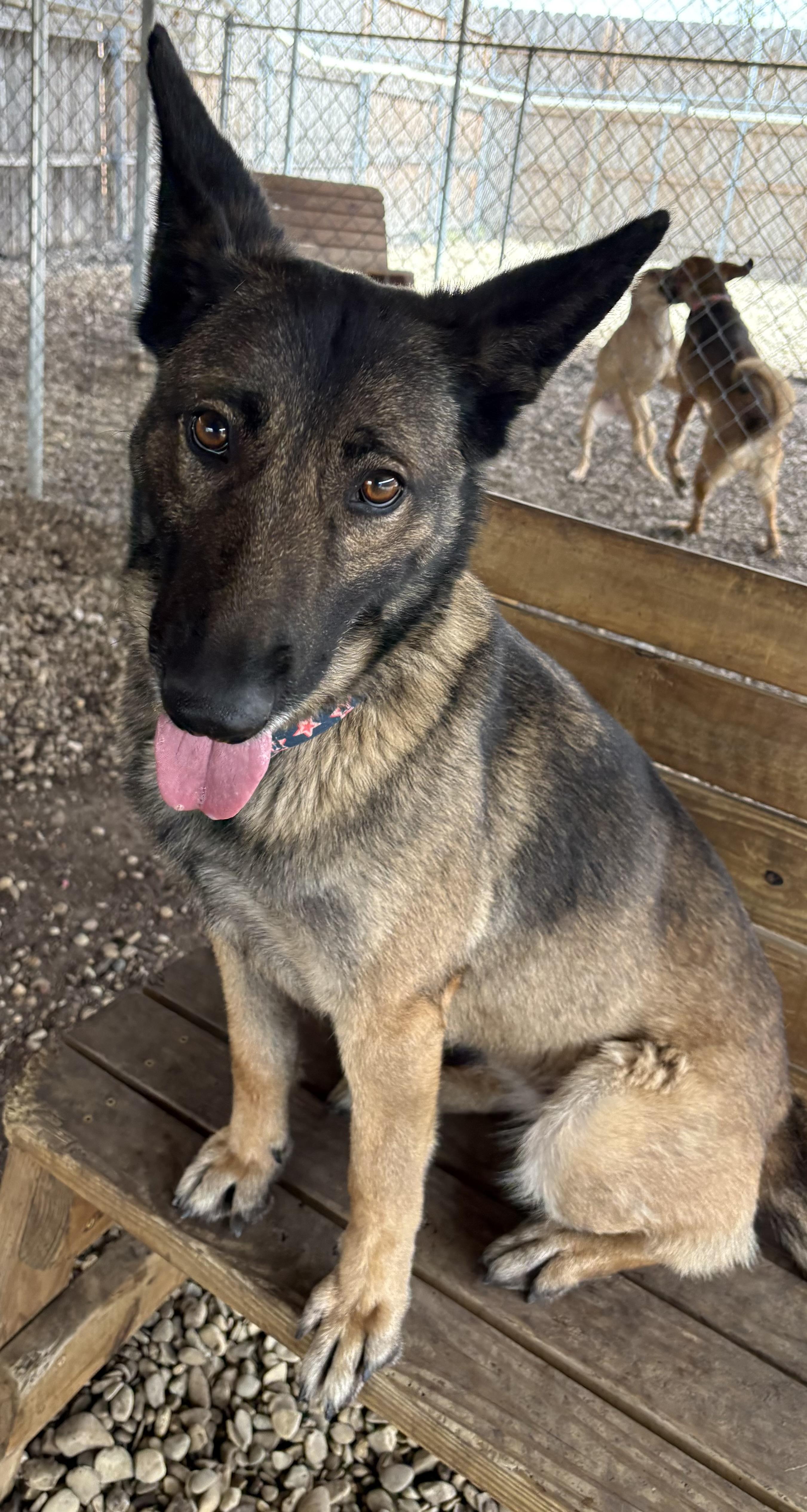Enlarge Chickie, a ADOPTABLE Belgian Shepherd / Malinois in Plano, TX image 2/5