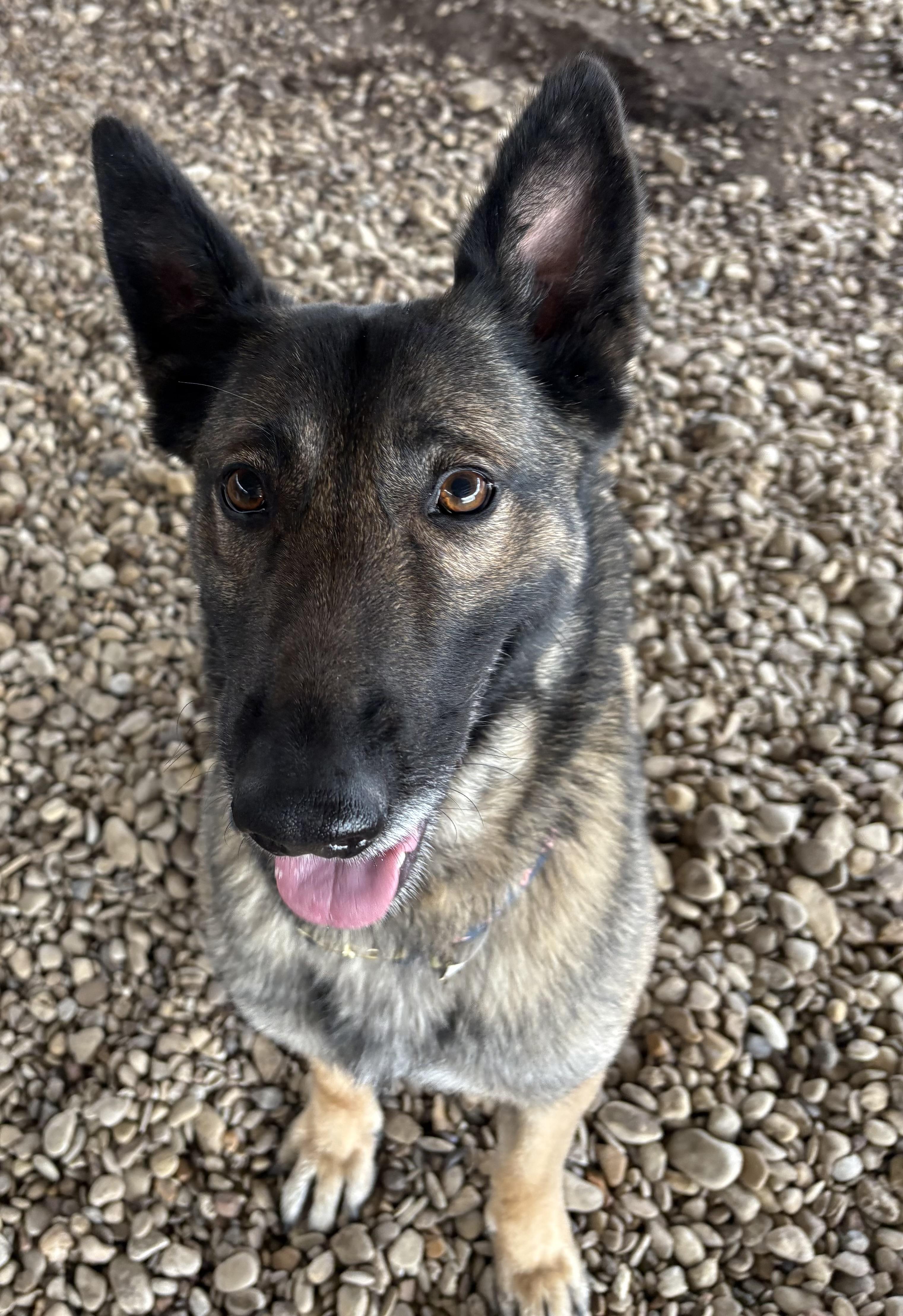 Enlarge Chickie, a ADOPTABLE Belgian Shepherd / Malinois in Plano, TX image 5/5