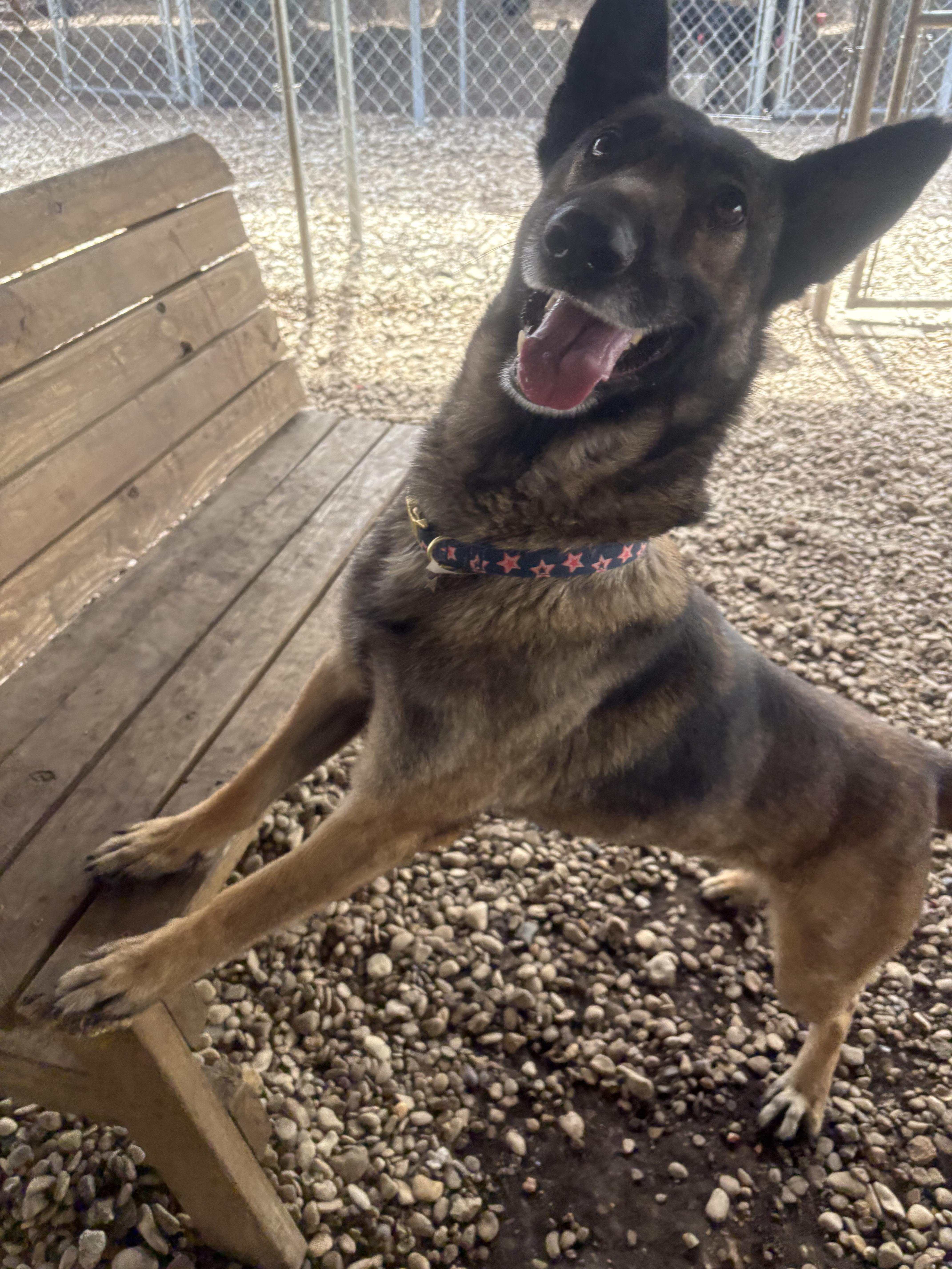 Enlarge Chickie, a ADOPTABLE Belgian Shepherd / Malinois in Plano, TX image 4/5