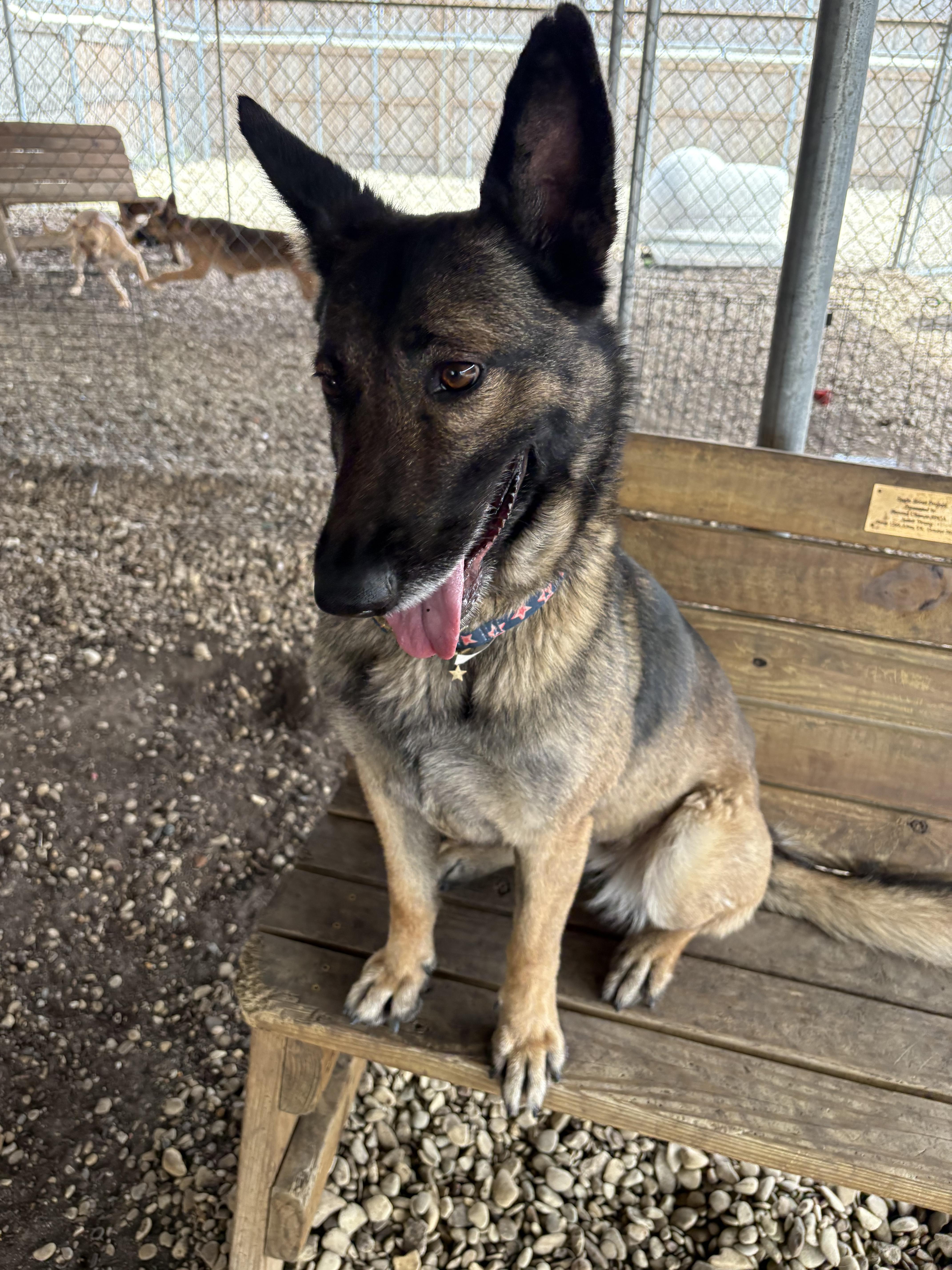 Enlarge Chickie, a ADOPTABLE Belgian Shepherd / Malinois in Plano, TX image 3/5
