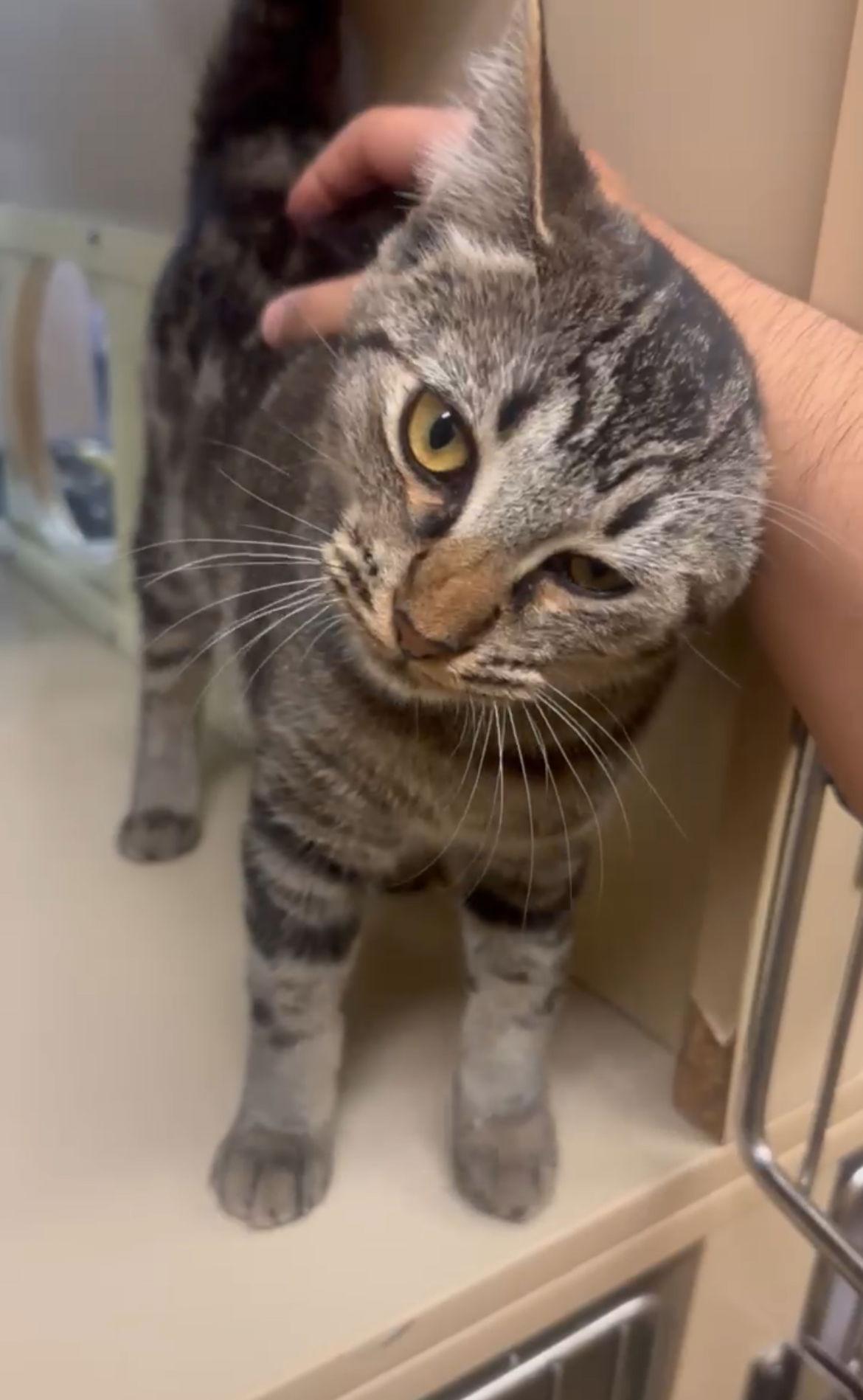 Jessi, Adoptable, Kitten Female Domestic Short Hair.