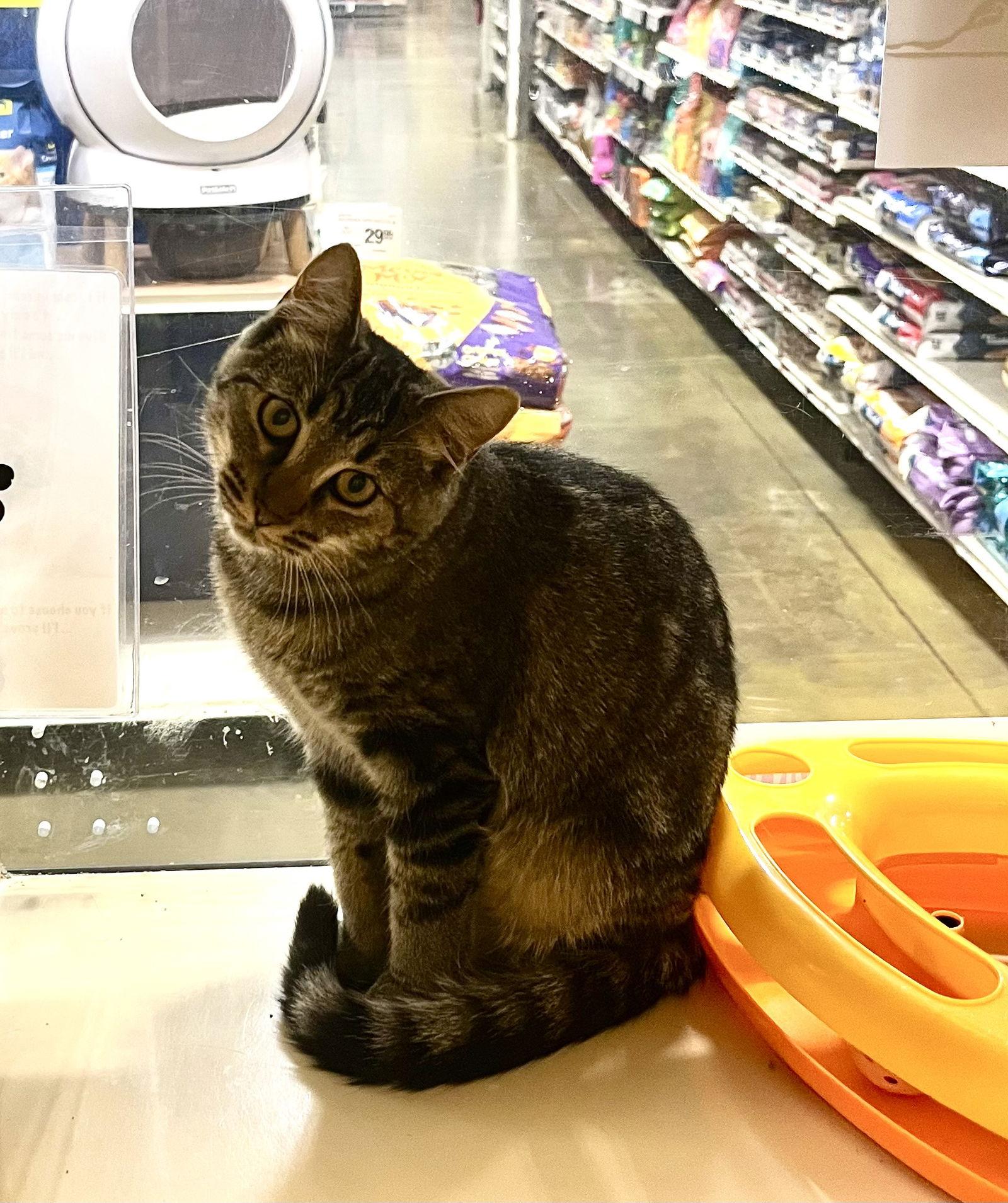 Jessi, Adoptable, Kitten Female Domestic Short Hair.