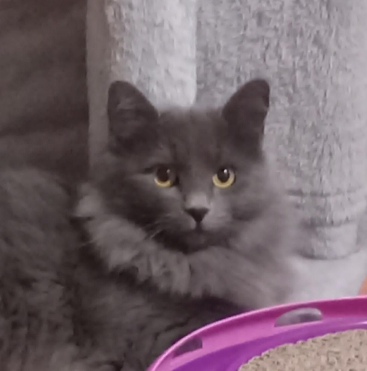 Shy Jr., adopted, Adult Female Domestic Long Hair.