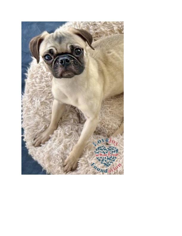 Traui COH a 1 and a half year old female Pug who was surrendered by her owner and came in