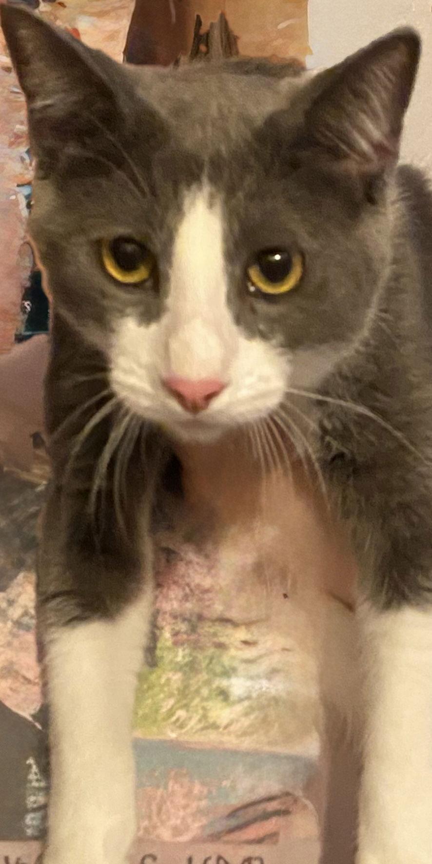 Socks, Adoptable, Young Male Domestic Short Hair.