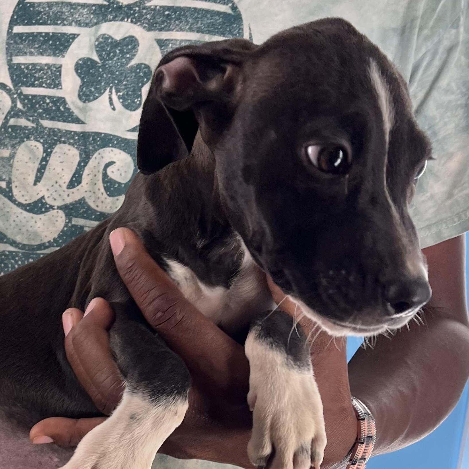 Lily  Local Nov thumbnail 2