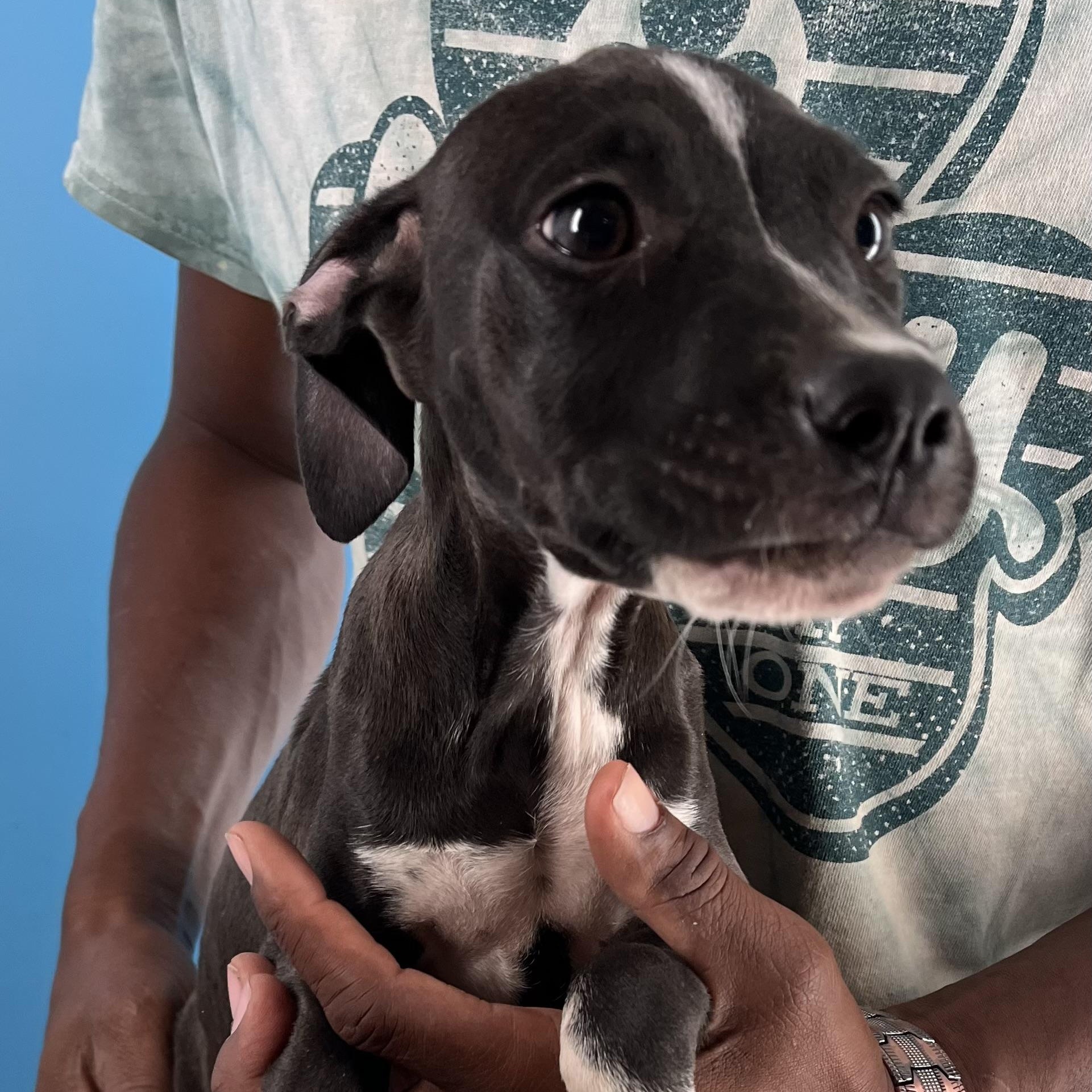 Lily  Local Nov thumbnail 6