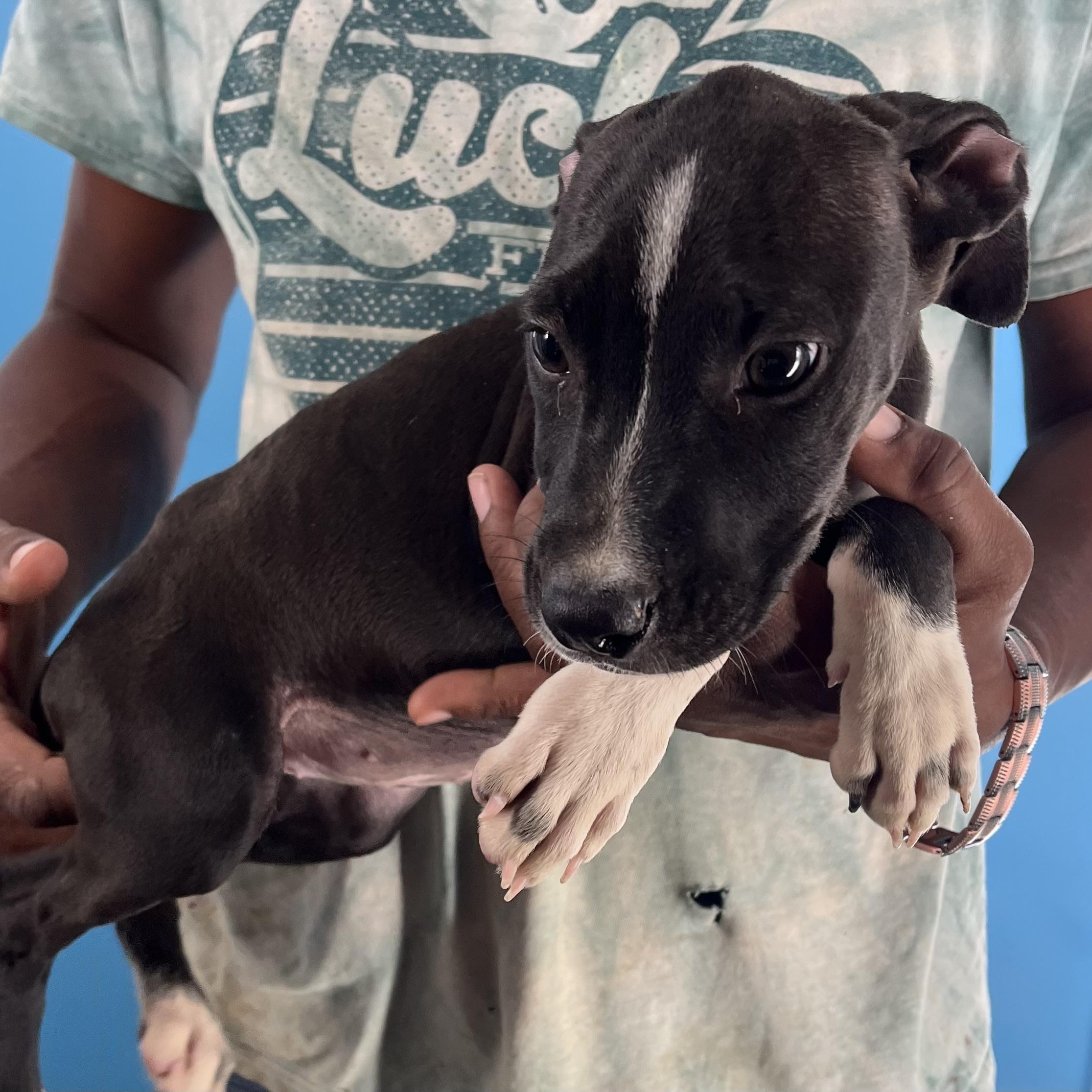 Lily  Local Nov thumbnail 5