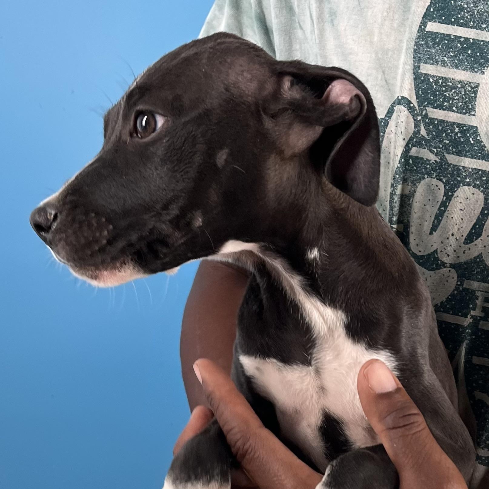 Lily  Local Nov thumbnail 4