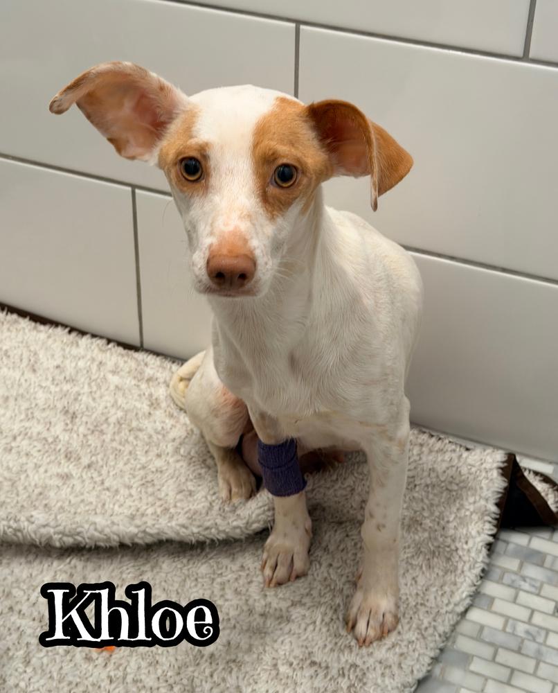 Enlarge Khloe`, a Adoptable mixed breed in Tulsa, OK image 1/5