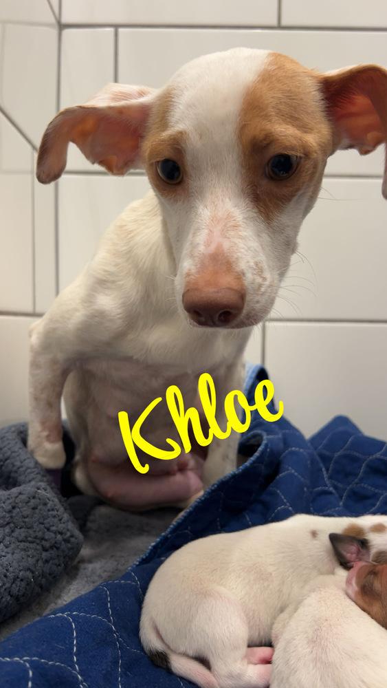 Enlarge Khloe`, a Adoptable mixed breed in Tulsa, OK image 4/5