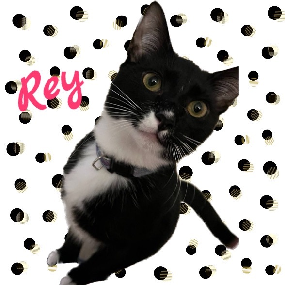 Rey, a Adoptable Tuxedo image 1/8