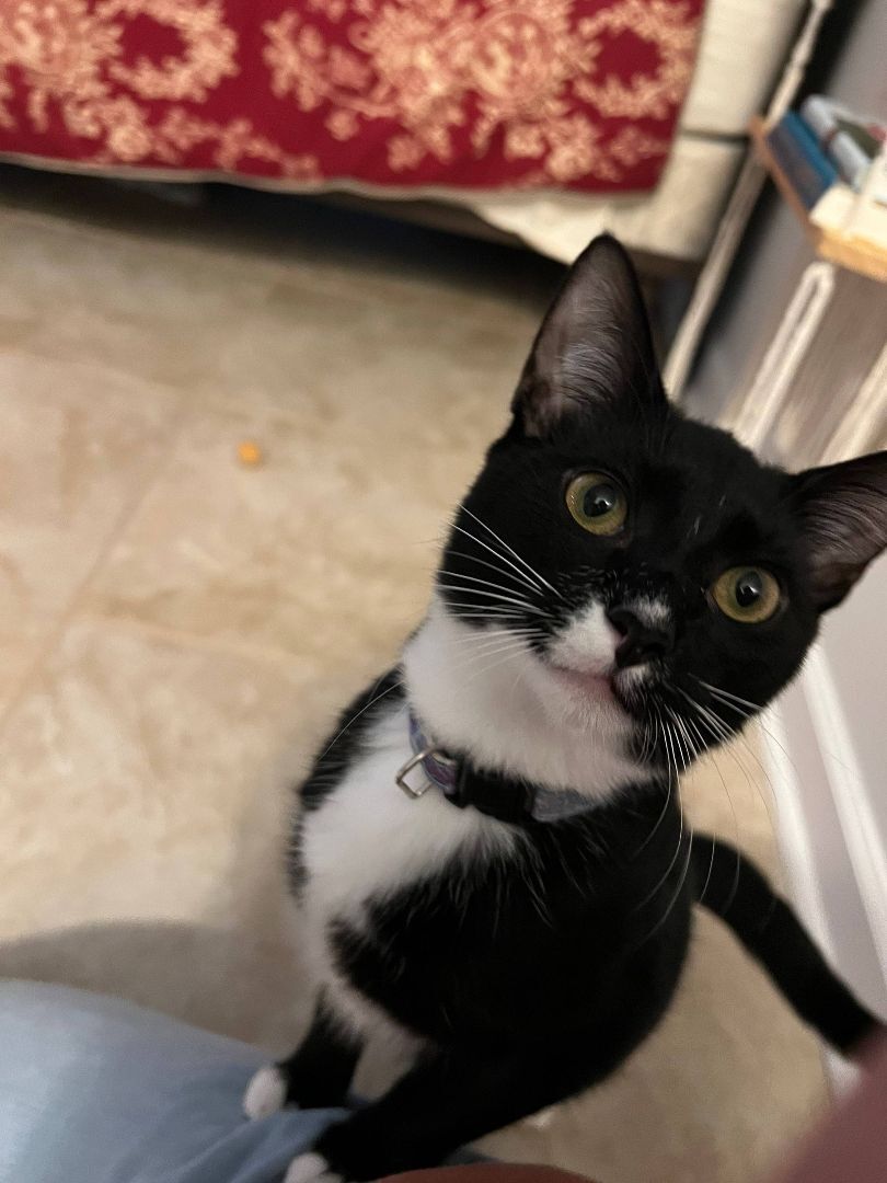 Rey, a Adoptable Tuxedo image 2/8