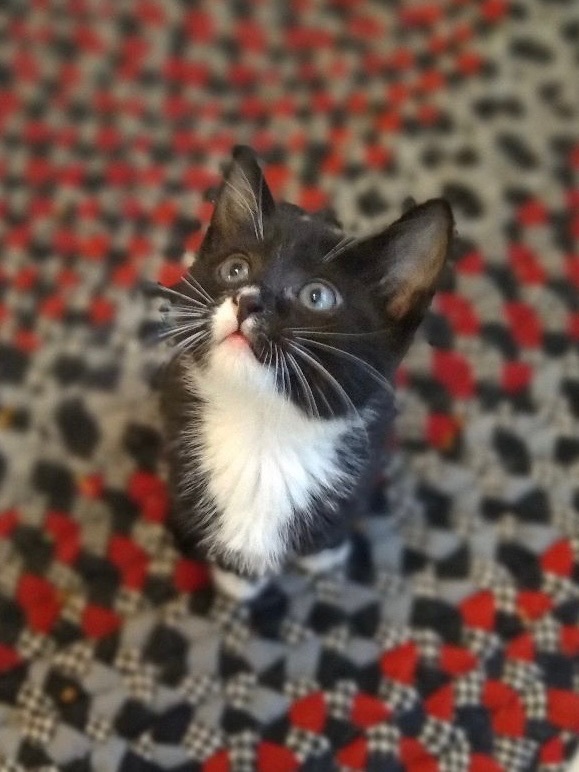 Rey, a Adoptable Tuxedo image 3/8