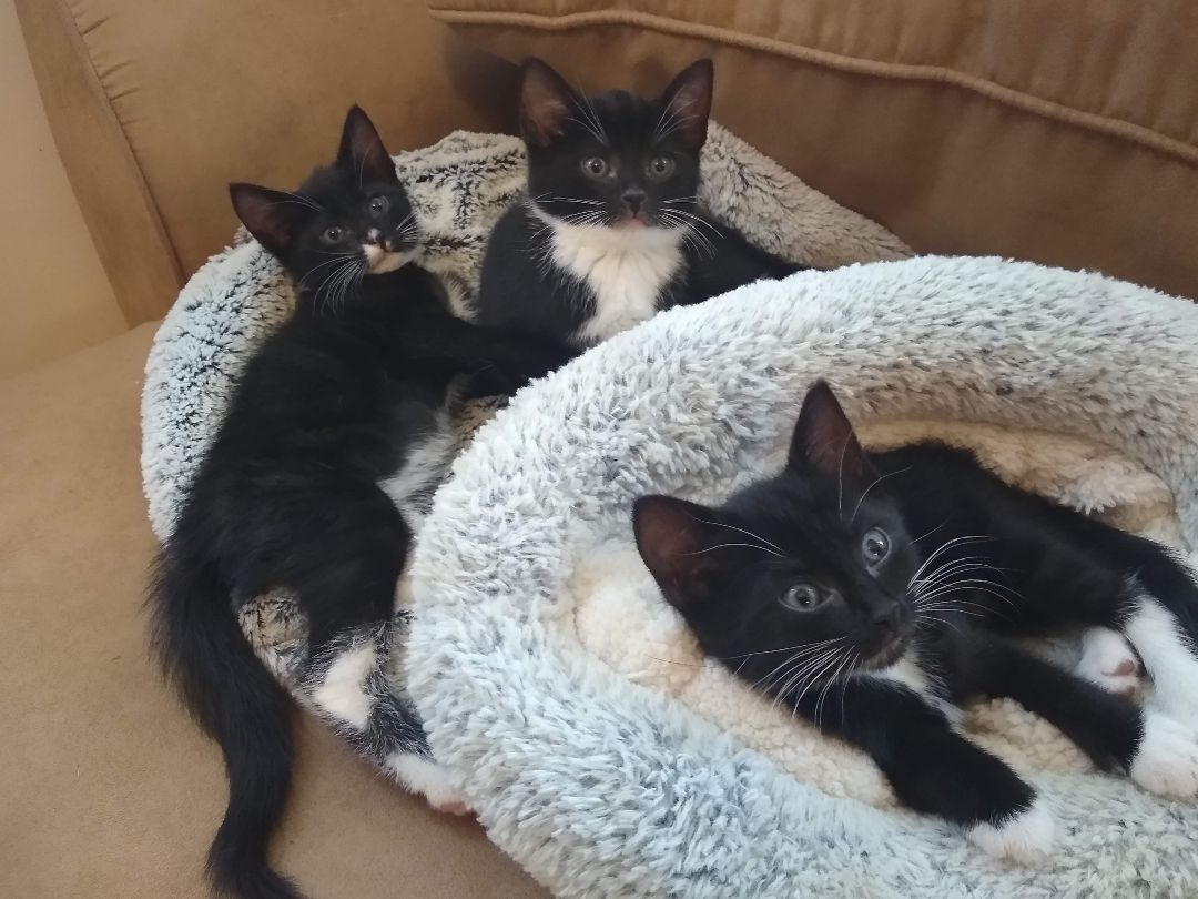 Rey, a Adoptable Tuxedo image 4/8