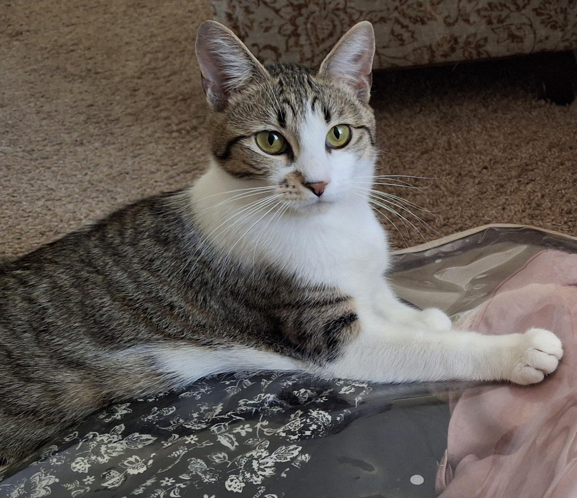 Enlarge Izma & Makayla, an adopted Domestic Short Hair in Lakewood, CO image 2/6
