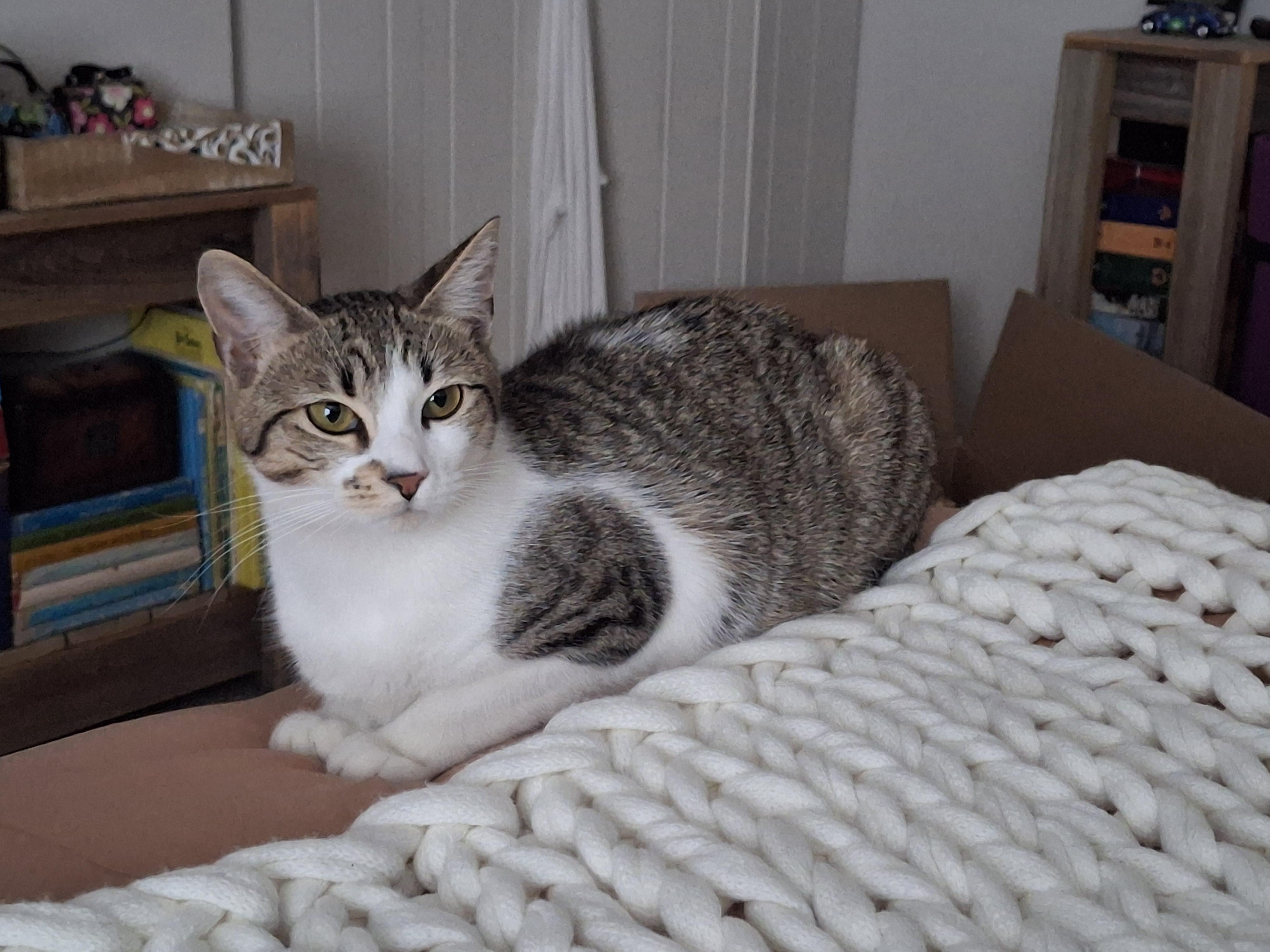 Enlarge Izma & Makayla, an adopted Domestic Short Hair in Lakewood, CO image 3/6