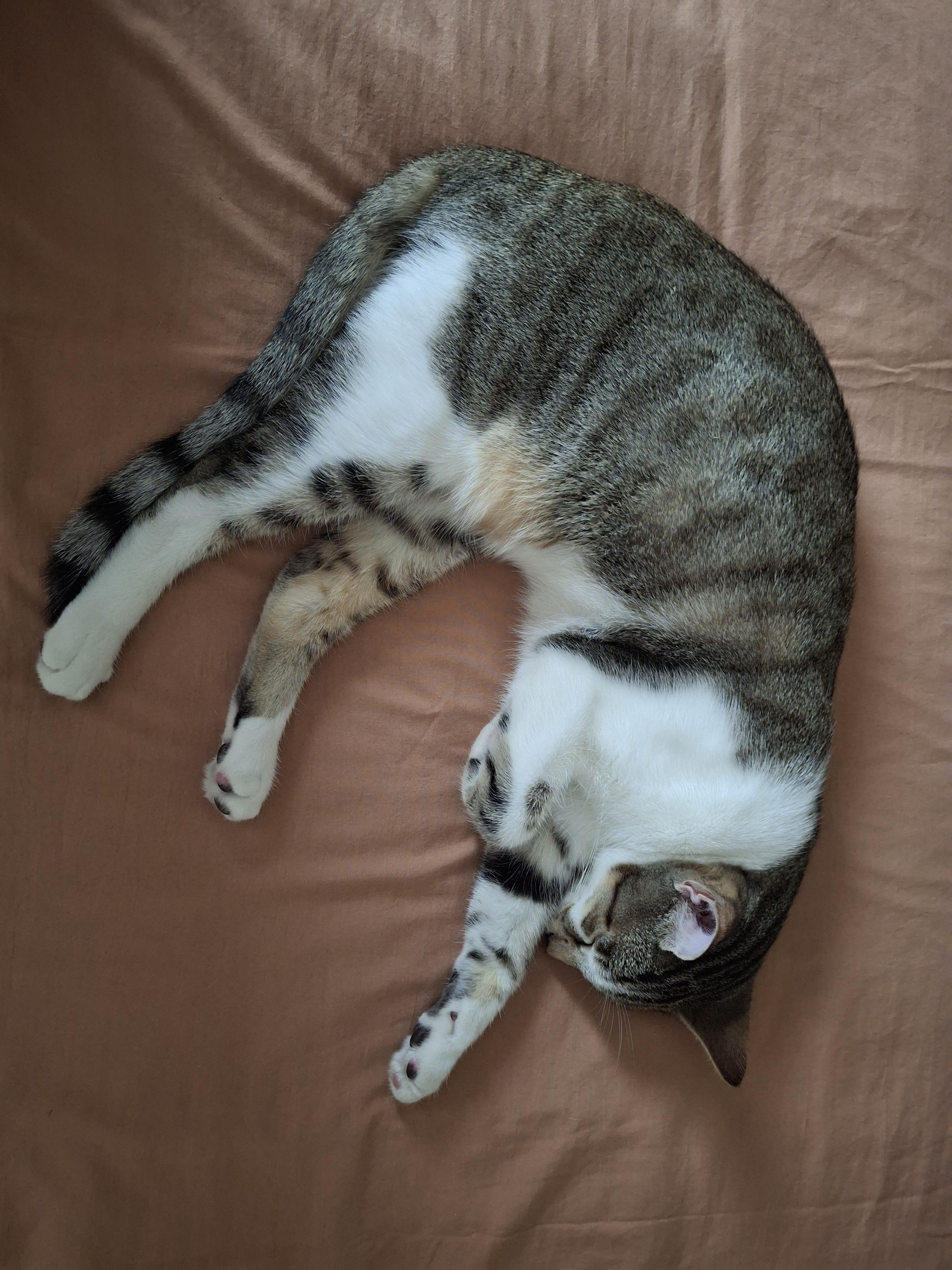 Enlarge Izma & Makayla, an adopted Domestic Short Hair in Lakewood, CO image 5/6